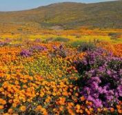 Self Drive Holidays South Africa Wildflowers Cape Namaqualand Karoo Garden Route