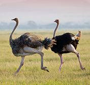 History Culture South Africa Safari Holiday Soweto Johannesburg Cape Town