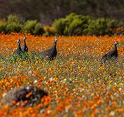 Holiday South Africa Cape Town Kalahari Whales Wildflowers Namaqualand