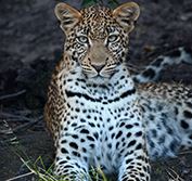 Flying Safari Zambia Mozambique Victoria Falls South Luangwa Holiday