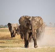 Botswana Safari Holiday Okavango Delta Savuti Chobe Victoria Falls Park