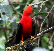 Peru Birding Holidays & Tours - Machu Picchu, Manu Road & Amazon