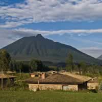 Mountain Gorilla View