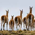 Walking Holidays Chile Lake District Torres Del Paine Patagonia Car Hire