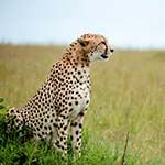 Kenya and Cape Town Safari Holidays Masai Mara Big Five 5 Elephants