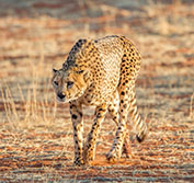 Namibia Flying Safari Holidays Tours Windhoek Etosha Namib Desert