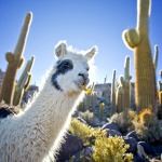 Chile, Bolivia, Peru Holiday: Tour Atacama, Salt Flats, Machu Picchu