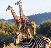 Victoria Falls Holiday Safari Madikwe South Africa Mauritius All Inclusive