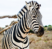 Mauritius Wedding And Safari South Africa Cape Town All Inclusive