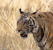 India Holidays Guided Tours Delhi Jaipur Taj Mahal Agra Udaipur Flights