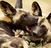 Malaria Free Safari Madikwe South Africa Mauritius Honeymoon Deals