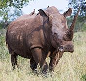 Rovos Rail Train Durban South Africa Luxury Safari Holiday Vacation