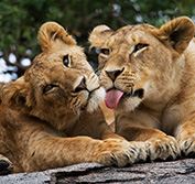 Tanzania Escorted Safari Tours Small Group Serengeti Ngorongoro Zanzibar