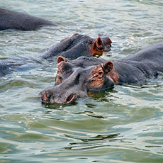 Kazinga Wilderness Lodge