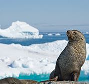 Antarctica Cruise Falkland Islands South Georgia King Penguins Seals