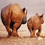 Namibia Safari Tour Etosha Kalahari Fish River Canyon Karoo Namib Desert