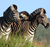 Malaria Free Safari South Africa Sun City Holiday Pilanesberg Game Reserve