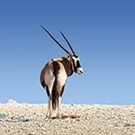 Kgalagadi Transfrontier Park Kalahari Africa Photo Safari Birding Tour Guide