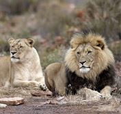 Cape Town Safari Sanbona Wildlife Reserve South Africa White Lions