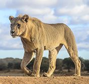 Madikwe Safari South Africa Malaria Free Beach Holiday Durban Oyster Box