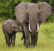 Lower Zambezi Safari Victoria Fall Zambia South Luangwa Walking Safaris