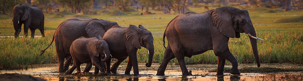 Botswana Safari Holidays Tours Okavango Chobe Savuti Victoria Falls