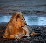 South Africa Blue Train Safari Holiday Vacation Cape Town Kruger Park