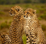 Rovos Rail Train South Africa Kruger Mozambique Great Zimbabwe Victoria Falls