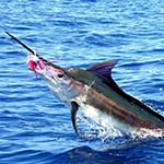 Deep Sea Fishing Mozambique Safari South Africa Vilanculos Bazaruto