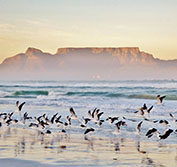 Cape Town Self Drive Holiday Garden Route South Africa Safari