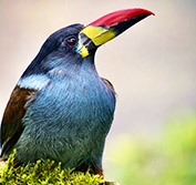Bird Watching Holidays In Colombia Highlands Tayrona Santa Marta