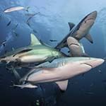 Shark Diving Holiday South Africa Aliwal Shoal Protea Banks Sodwana Bay