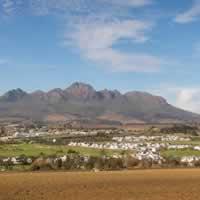 Protea Stellenbosch