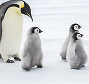 Antarctica Cruise Falkland Islands Antarpply Ushuaia Quark Seabourn Silversea