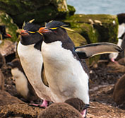 Wildlife Holidays To Falklands Islands Flights Sao Paulo Brazil Rio De Janeiro