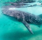 Zanzibar Holiday Tanzania Snorkelling Scuba Diving Mafia Island Dive Safari