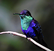 Costa Rica Self Drive Birding Holidays Caribbean Highlands Pacific Osa Peninsula