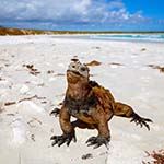 Ecuador Holidays Quito Galapagos Islands Cruise Boats Ships Deals Offers