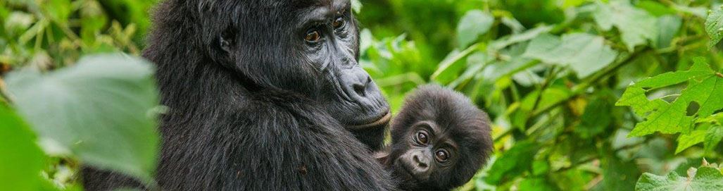 Uganda Gorilla Trekking Safari Holidays and Primate Tours Chimpanzees
