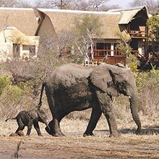 Elephant Plains, Sabi