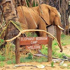 Elephant Bedroom