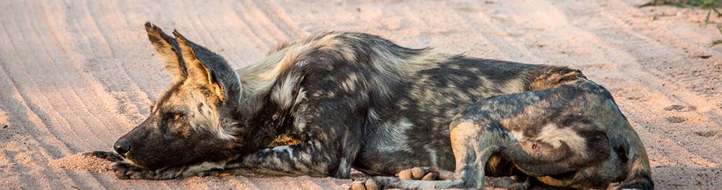 Madikwe Game Reserve South Africa: Malaria Free Safari Holidays Sun City