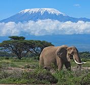 Disabled Wheelchair Safari Holiday Kenya Amboseli Tsavo Beach Mombasa