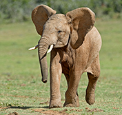 Beach Safari Holiday Cape Town South Africa Addo Port Elizabeth Plettenberg Bay