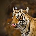 India Tiger Safari Holiday Bandhavgarh Kanha Taj Mahal Varanasi Khajuraho