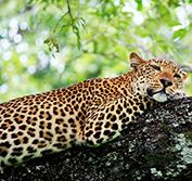 South Luangwa Safari Zambia Walking Safaris Leopard Victoria Falls