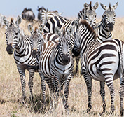 Kenya Horse Safari Offbeat Horseback Riding Holidays Masai Mara Beach