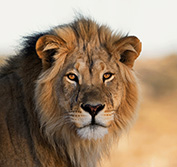 kruger national park safari packages uk