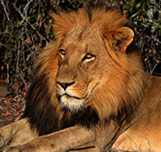 Cape Town And Garden Route Safari Tour South Africa Malaria Free