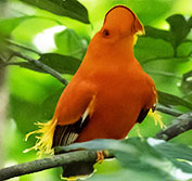 Holidays To Guyana Wildlife Birding Tours Georgetown Kaieteur Falls Iwokrama